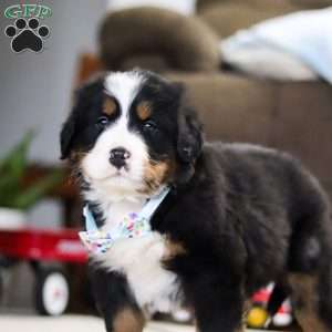 Cash, Bernese Mountain Dog Puppy